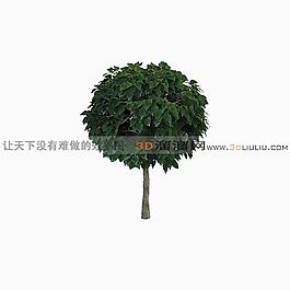 3D樹模型