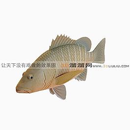 3D鱼模型