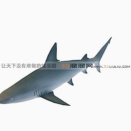 3D鱼模型