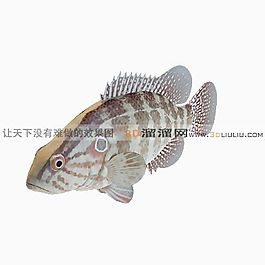 3D魚模型