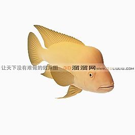 3D鱼模型