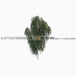 3D柳树模型