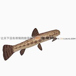 3D魚模型