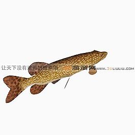 3D魚模型