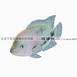 3D魚模型