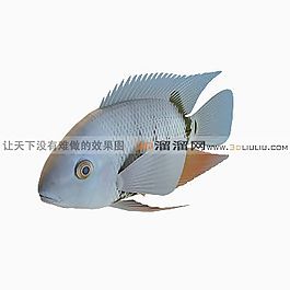 3D魚模型