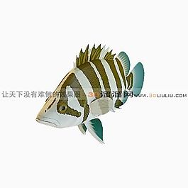 3D鱼模型