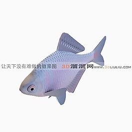 3D魚模型