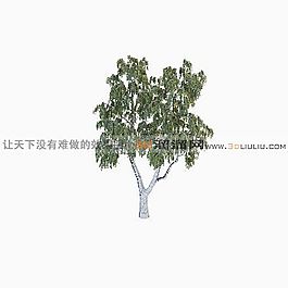 3D樹(shù)模型