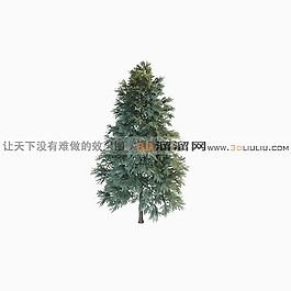 3D雪松模型