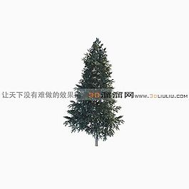 3D雪松模型