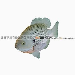 3D魚模型