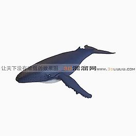 3D鯊魚模型