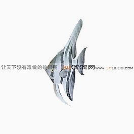 3D魚模型