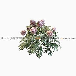 3D灌木模型