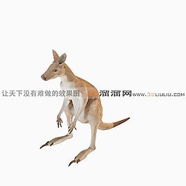 3D袋鼠模型