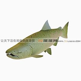 3D魚模型