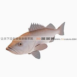 3D鱼模型
