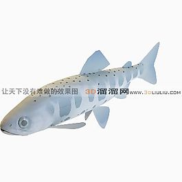 3D魚模型