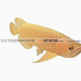 3D魚模型