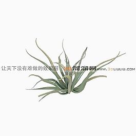 3D仙人掌模型