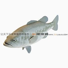 3D魚模型
