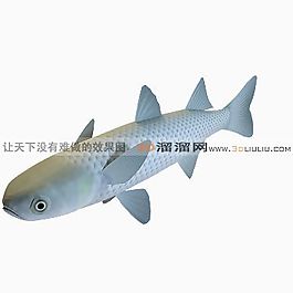 3D魚模型
