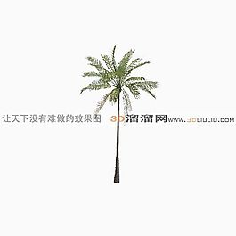 3D椰子树模型