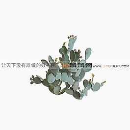 3D仙人掌模型