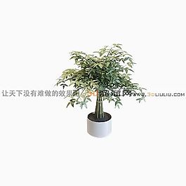 3D盆景模型