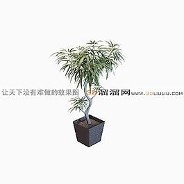 3D盆景模型