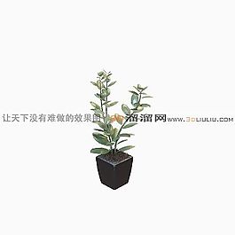 3D盆景模型