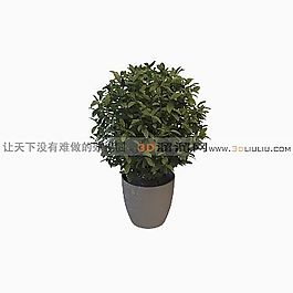 3D盆景模型