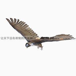 3D鷹模型