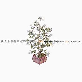 3D盆景模型