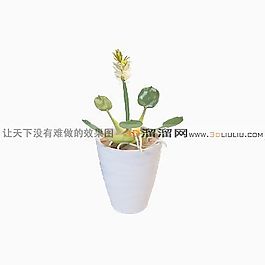 3D盆景模型