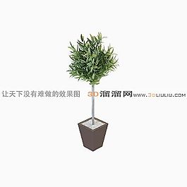 3D盆景模型