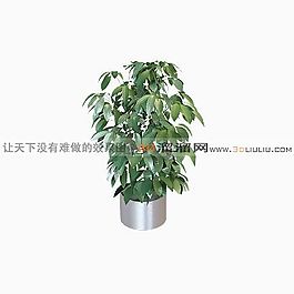 3D盆景模型