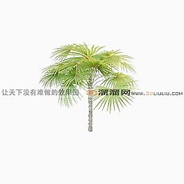 3D棕櫚樹模型