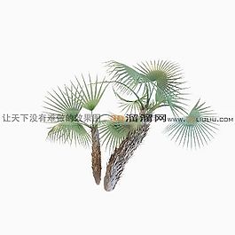 3D棕櫚樹模型