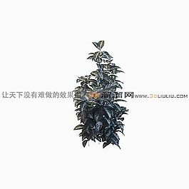 3D灌木模型