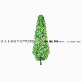 3D松树模型