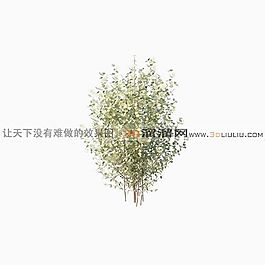 3D灌木模型