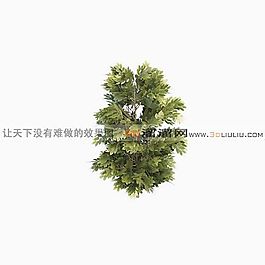 3D灌木模型