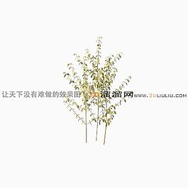 3D灌木模型