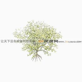 3D灌木模型