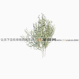 3D灌木模型