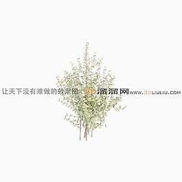 3D灌木模型