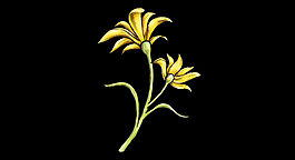 花朵展示視頻