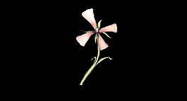 粉色的花朵特效视频